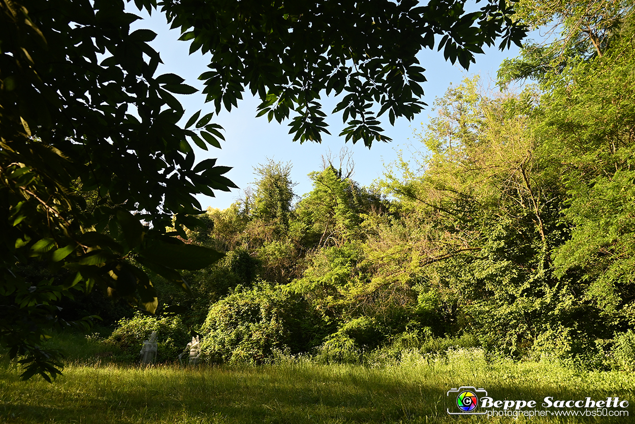 VBS_4876 - Il bosco fatato - Montaldo Roero.jpg